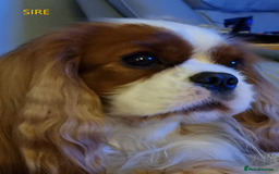 Cavalier King Charles Spaniel dogs for sale: Cavalier Pups – 0.10% COI, Health Tested, KC Reg - Image 6