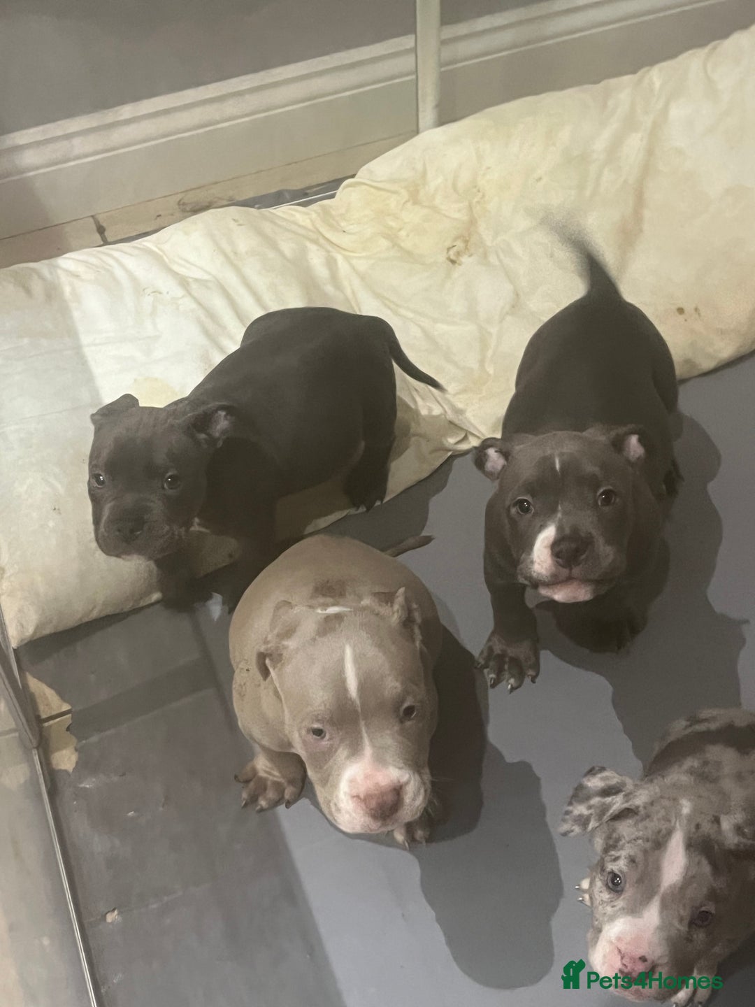 American Bully dogs for sale: BE FAST NOT LAST !! - Advert 1