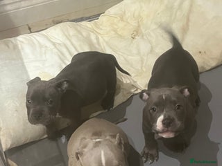 American Bully dogs BE FAST NOT LAST !! - Advert 1