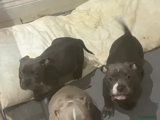 American Bully dogs BE FAST NOT LAST !! Reduced again - Advert 13