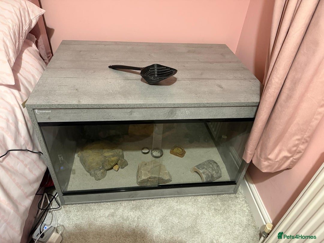 Gecko reptiles for sale: Albino Leopard Gecko for Sale incl full enclosure - Advert 6