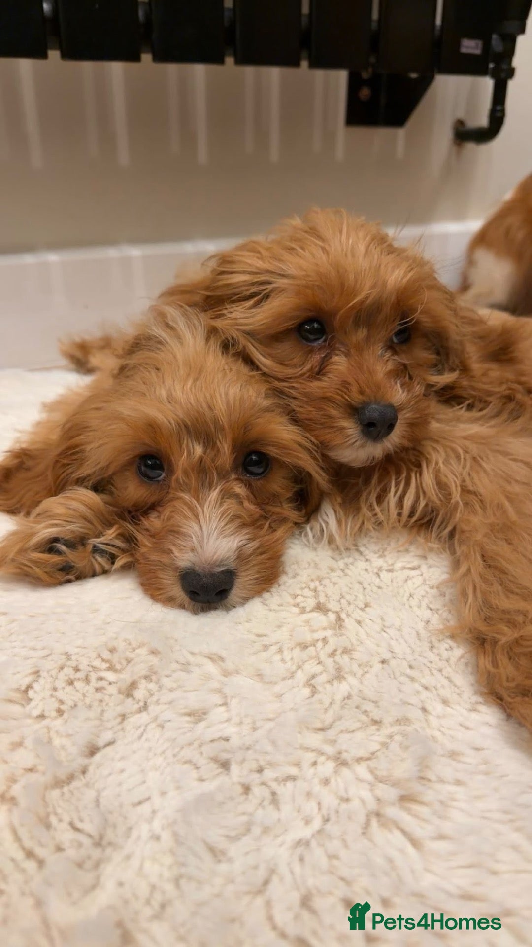 Cavapoo dogs Cavapoo Puppies - Advert 1