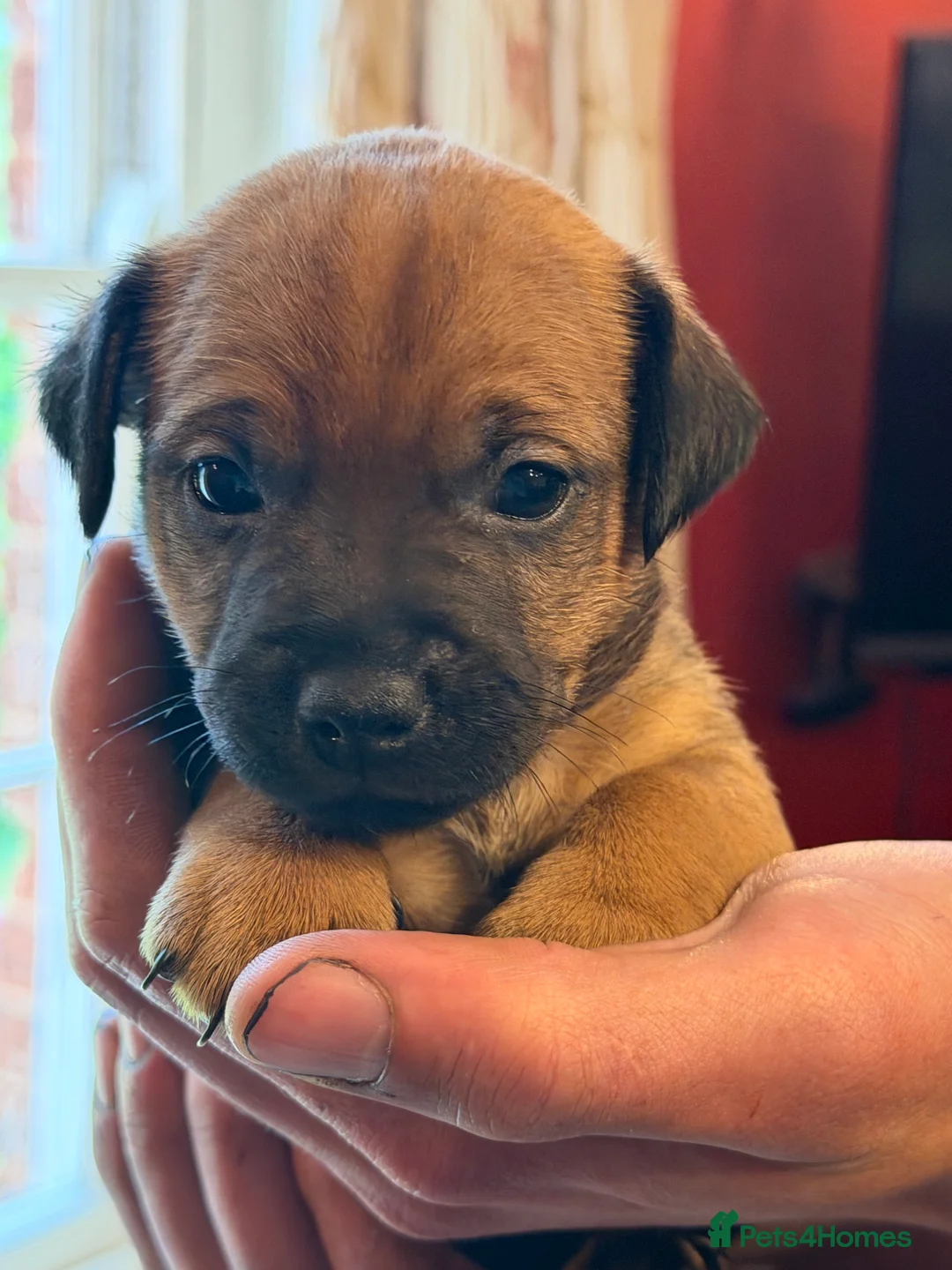 Mixed Breed dogs for sale: Gorgeous Border Jack Puppies - Advert 2