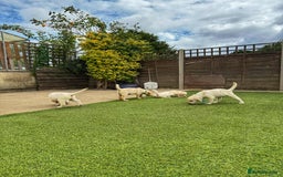 Goldador dogs for sale: Stunning litter of Goldador Puppies  - Image 13