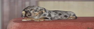 Mixed Breed 5