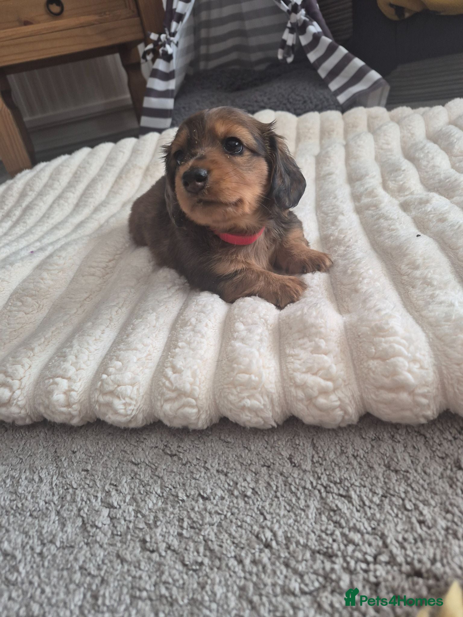Miniature Dachshund dogs Dachshund puppy 1 girl available  - Advert 8