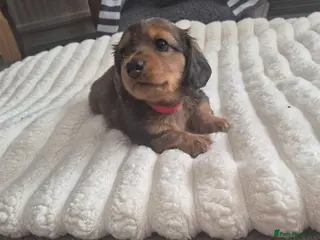 Miniature Dachshund dogs Dachshund puppy 1 girl available - Advert 4