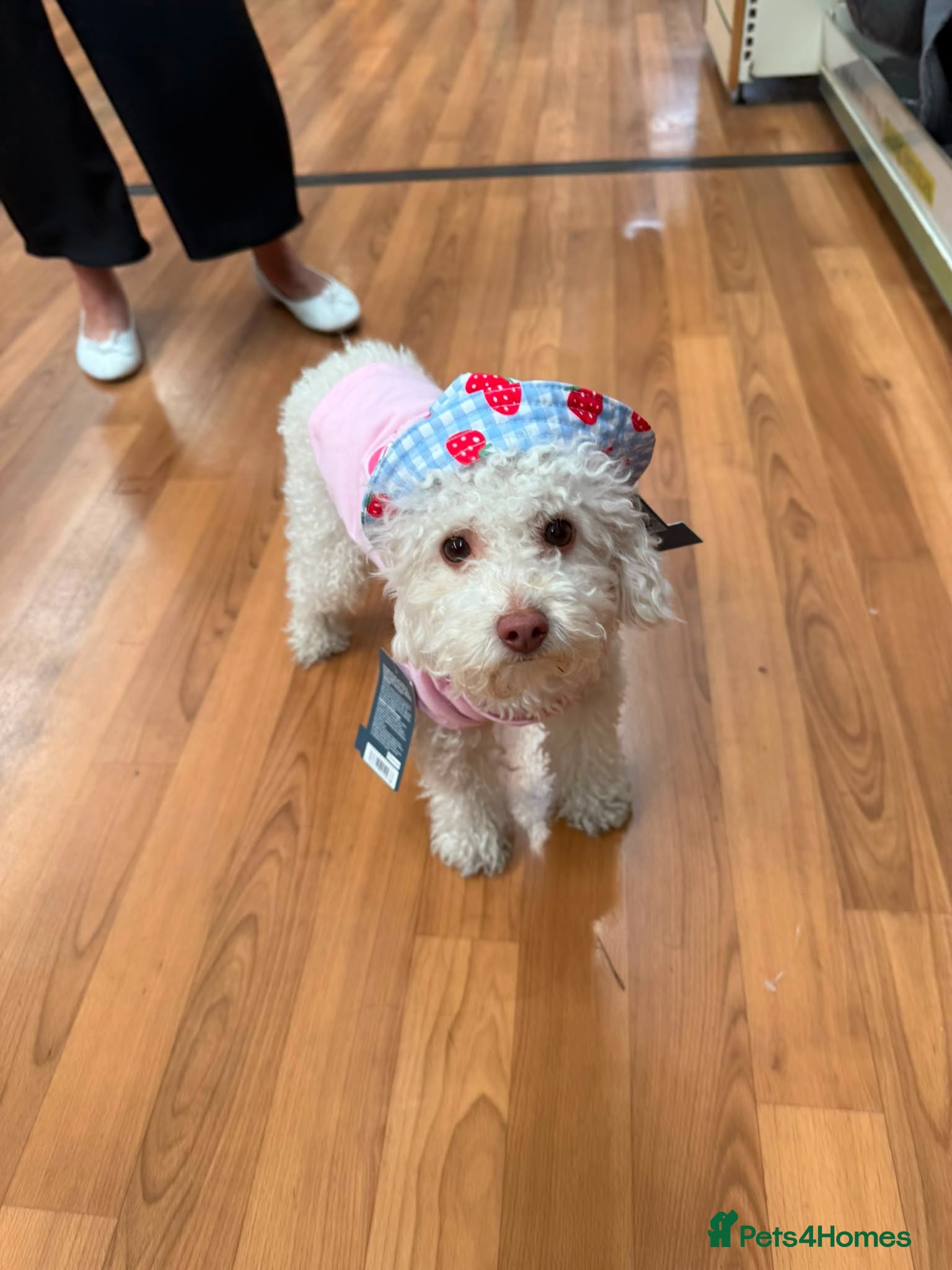 Toy Poodle dogs Toy poodle  - Advert 1