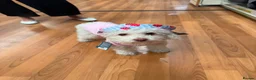 Toy Poodle dogs for sale: Toy poodle  in Blackpool - Advert 1