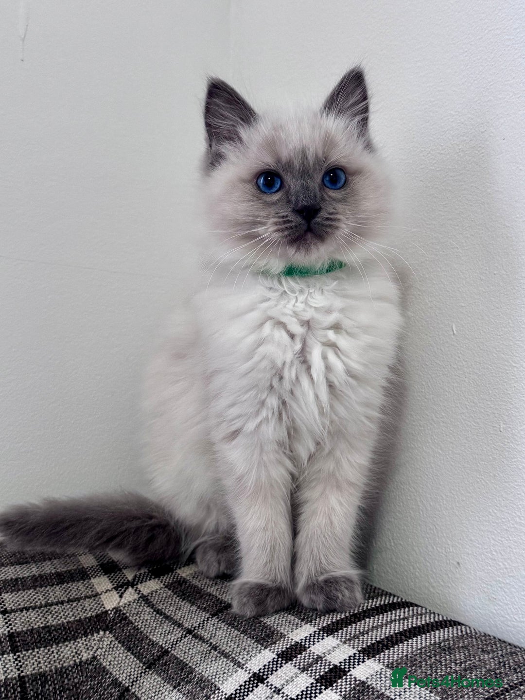 Ragdoll cats for sale: Cuddly tame Pure Pedigree Ragdoll kittens Cat Blue - Advert 1