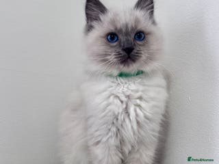 Ragdoll cats Cuddly tame Pure Pedigree Ragdoll kittens Cat Blue - Advert 5
