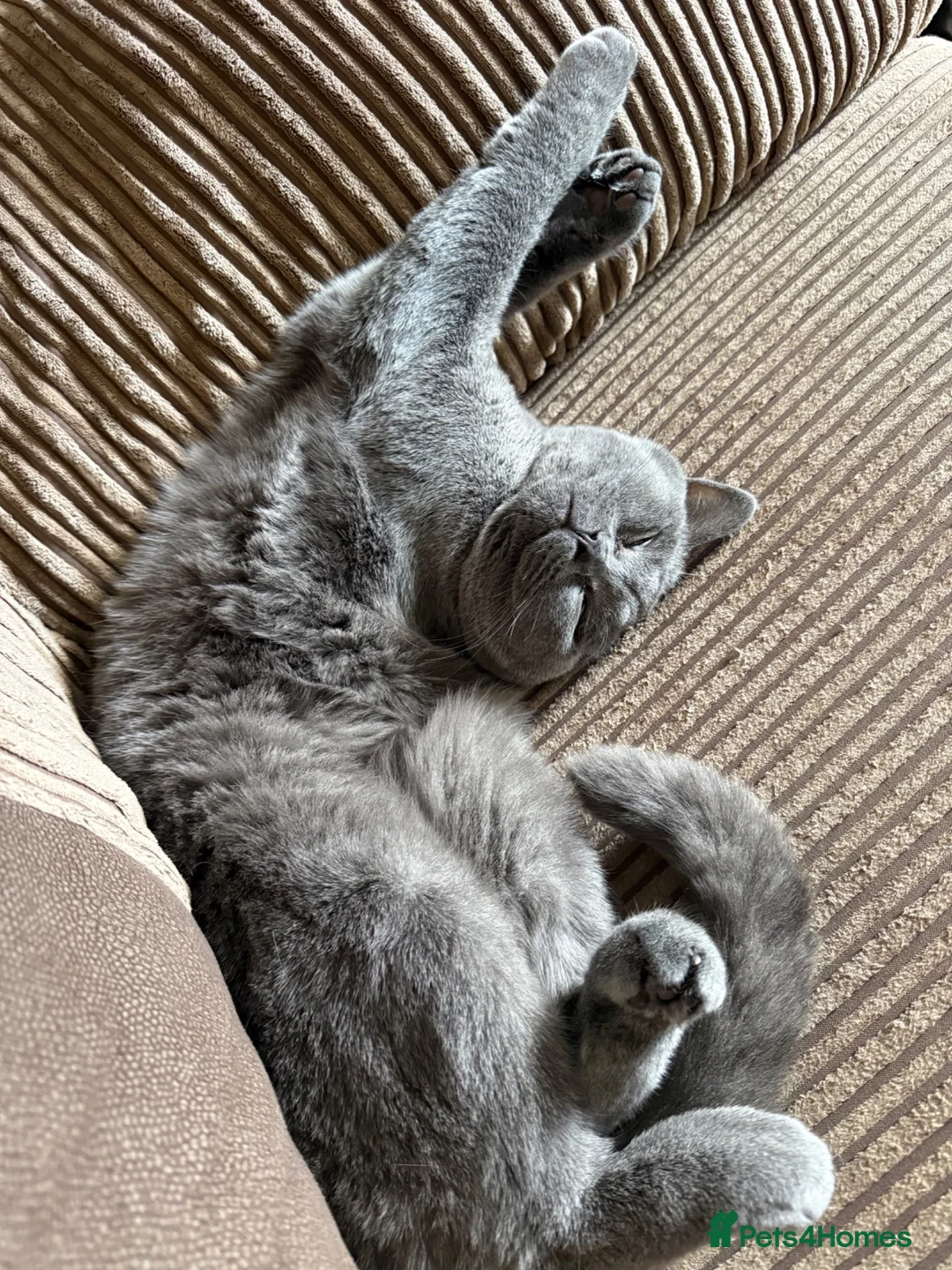British Shorthair cats for sale: Active Queen GCCF British Shorthair - Advert 2