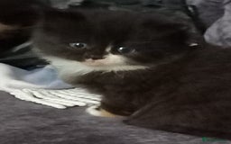Mixed Breed cats for sale: Cute kittens  - Image 4