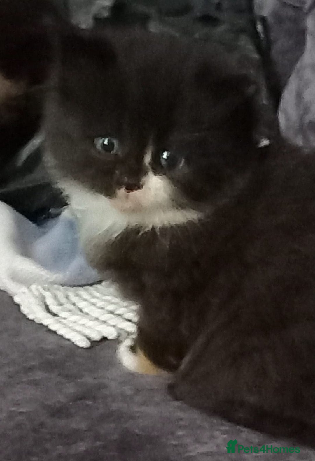 Mixed Breed cats for sale: Cute kittens  - Image 4