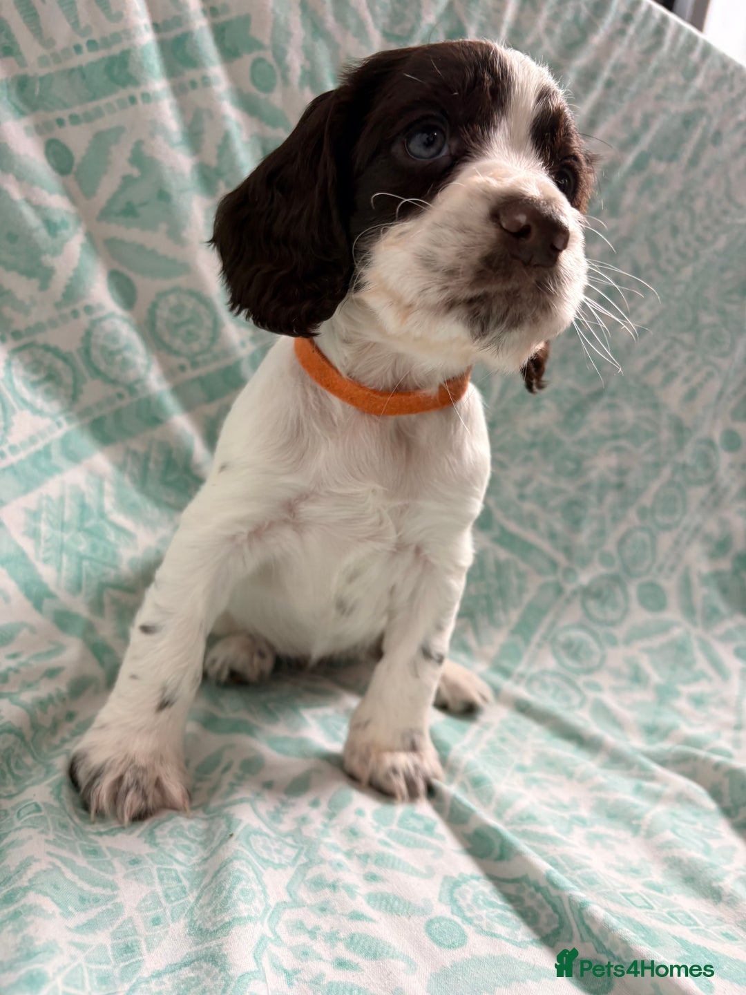 Cocker Spaniel dogs for sale: 2 cocker spaniel puppies for Sale - Advert 9
