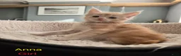 Maine Coon cats for sale: 12 Maine Coon kittens  - Advert 21