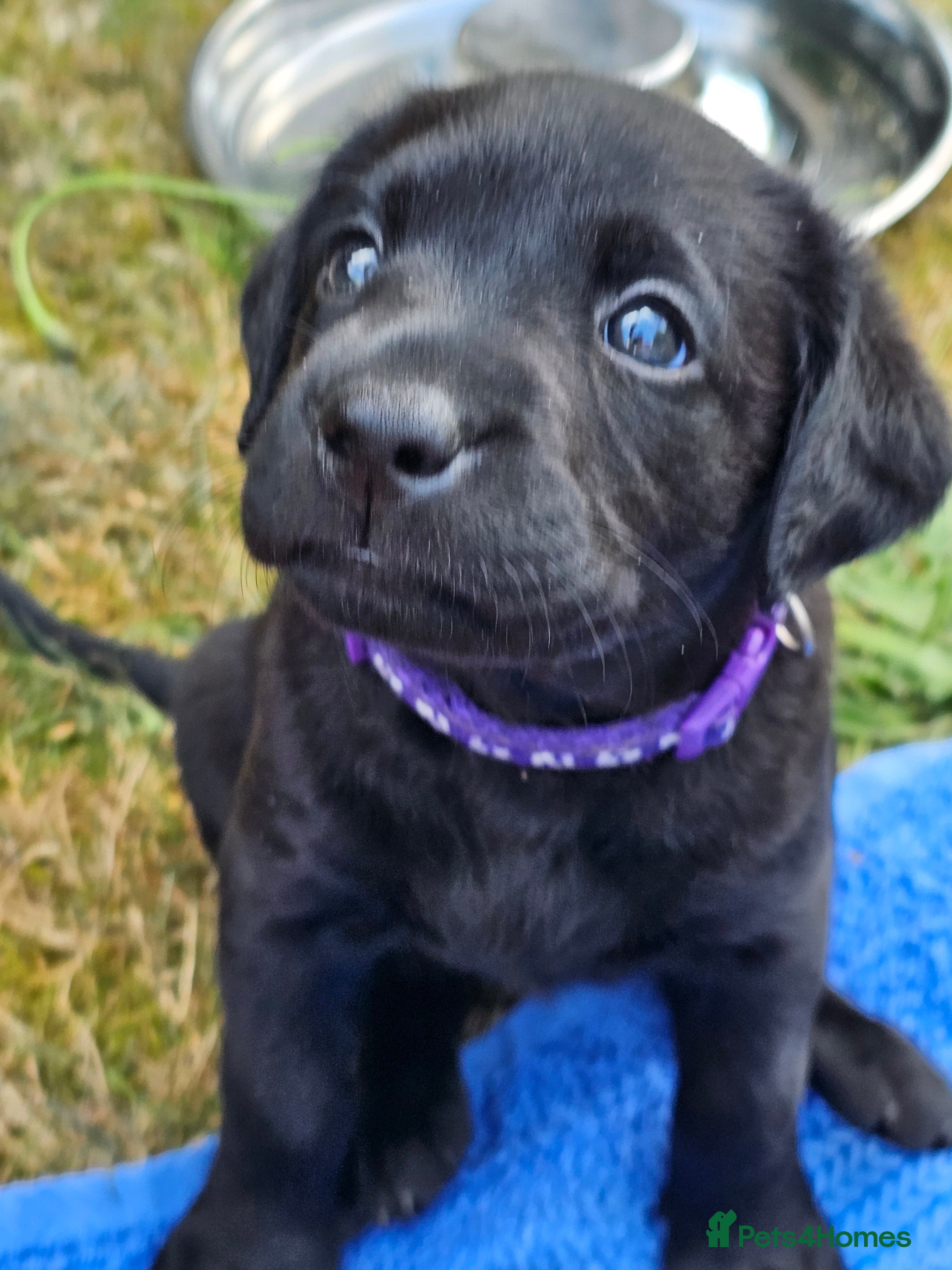 Labrador Retriever dogs 3 Superb KC  black labrador bitches FTCH pedigree - Advert 2