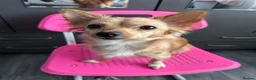 Chihuahua dogs for sale: Puppies  - Advert 1