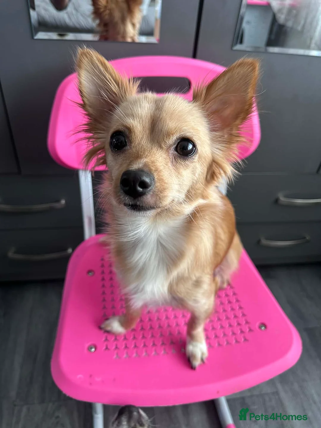 Chihuahua dogs for sale: Puppies  - Advert 1