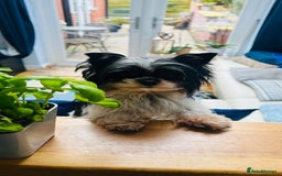 Biewer Terrier dogs for sale: Biewer Yorkshire Terrier - Image 20