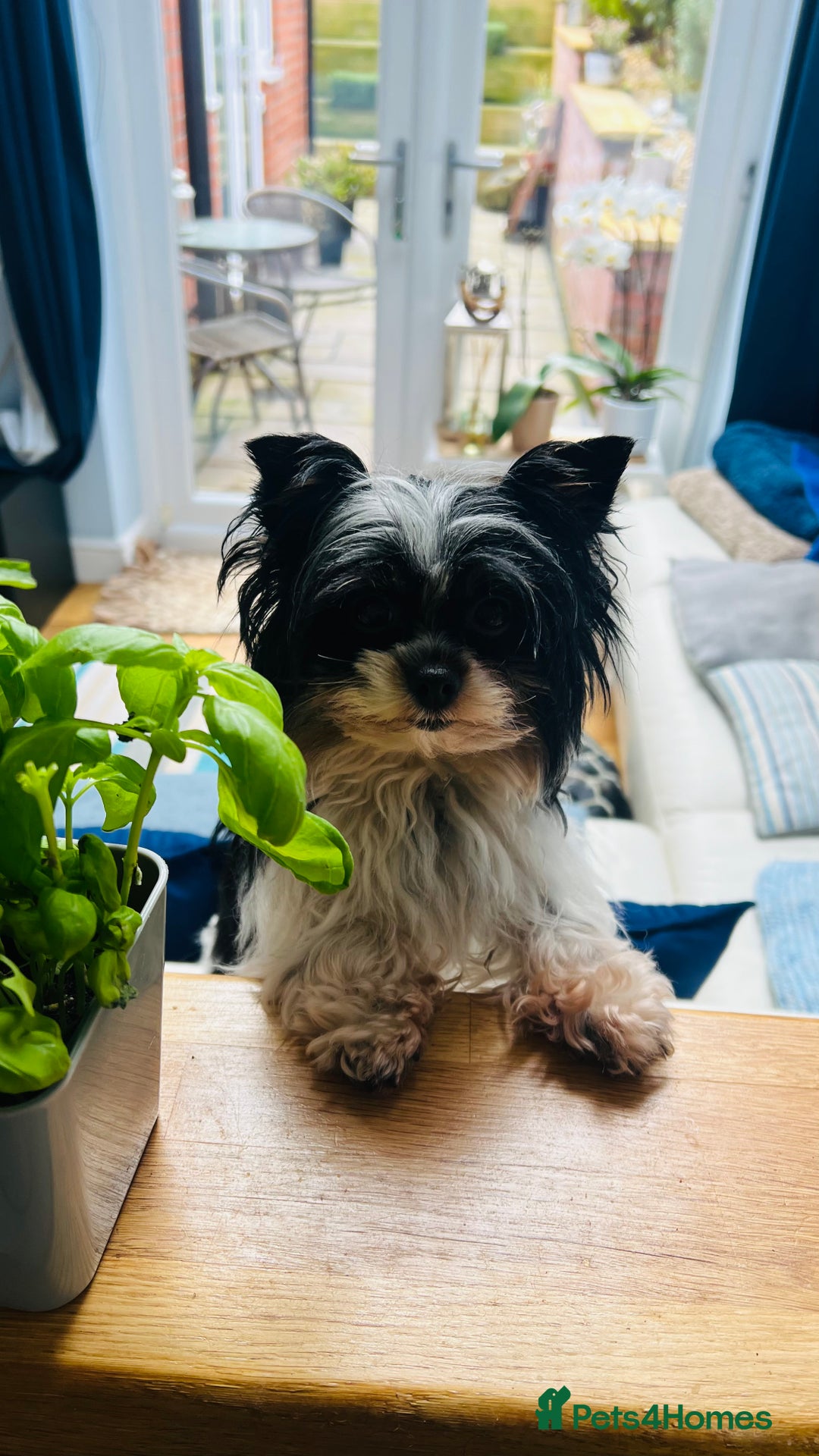 Biewer Terrier dogs for sale: Biewer Yorkshire Terrier - Image 20