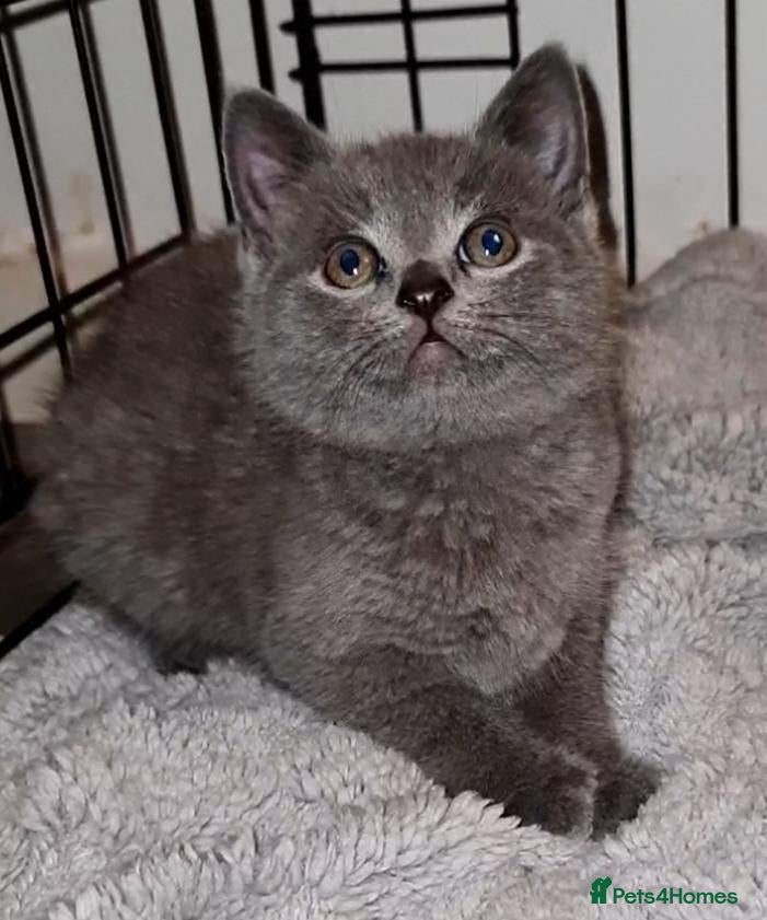 British Shorthair cats Chunky blue bsh/russian blue - Advert 10