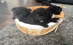 Jackapoo dogs for sale: 2 Toy poodle 3/4 Boys - Image 4