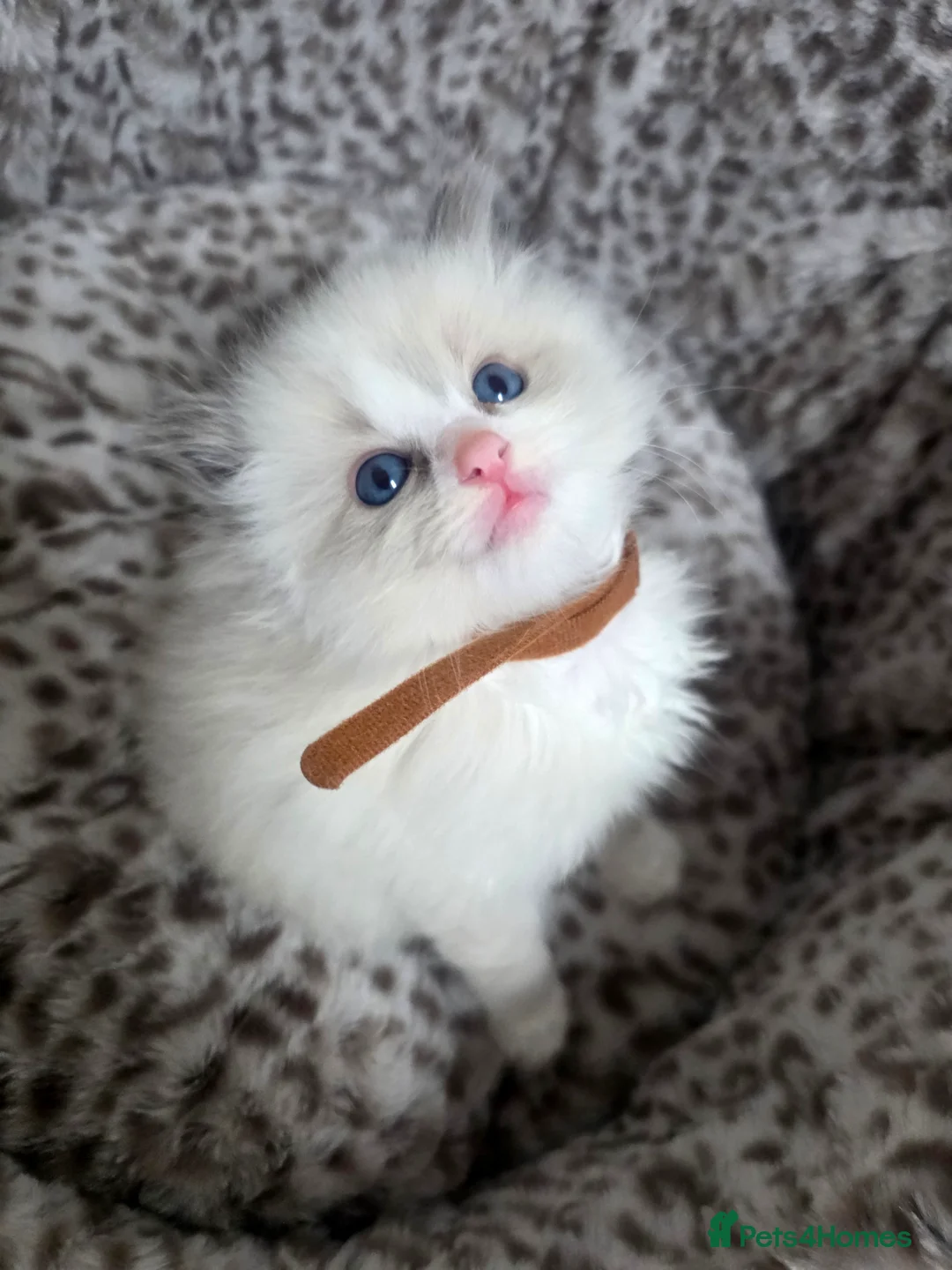 Ragdoll cats for sale: Stunning Ragdoll kittens - Advert 18