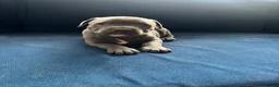 Staffordshire Bull Terrier dogs for sale: Staffordshire Bull Terrier pups - Advert 5
