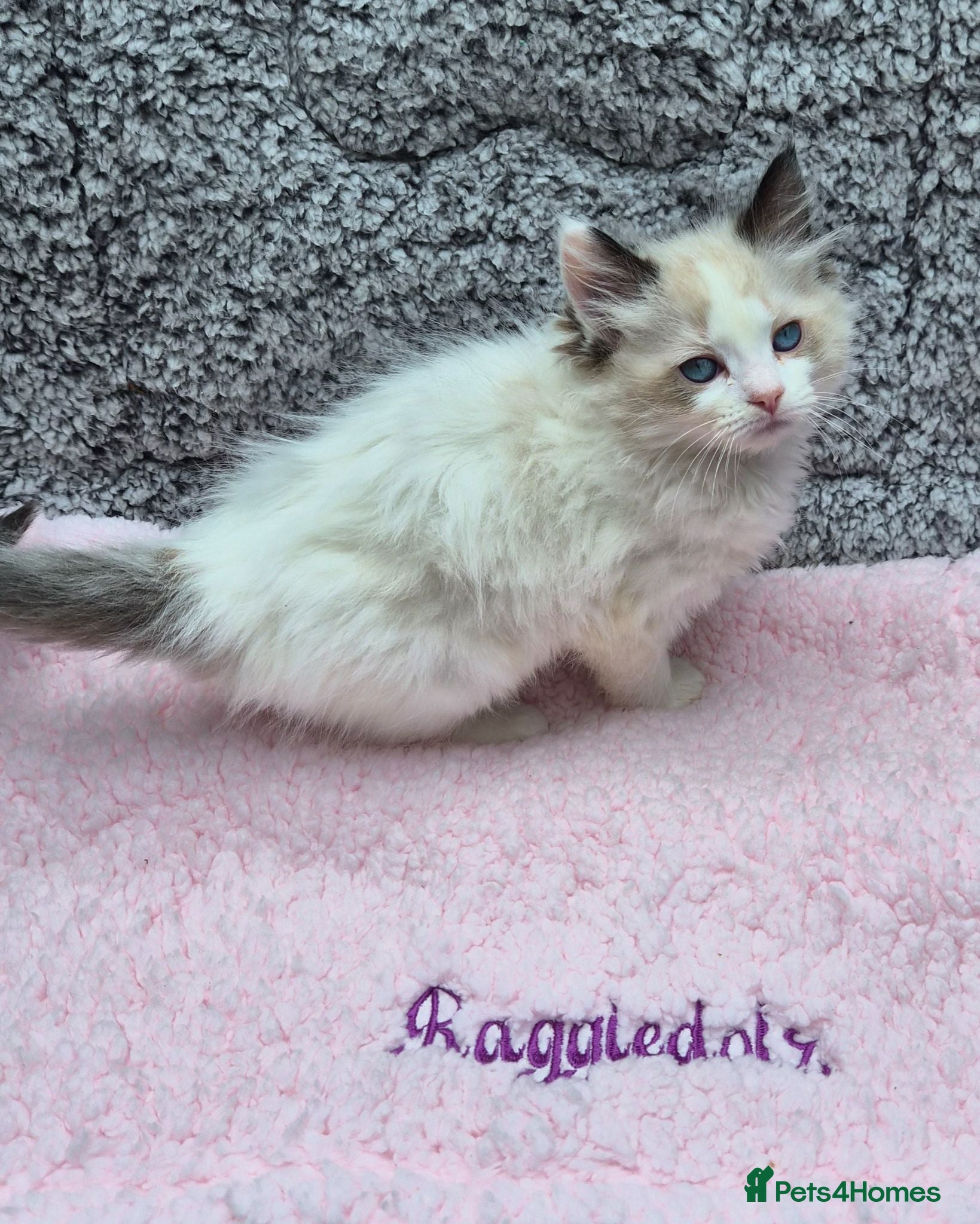 Ragdoll cats GCCF Registered Ragdoll Kittens  - Advert 2