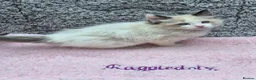 Ragdoll cats for sale: GCCF Registered Ragdoll Kittens  - Advert 5