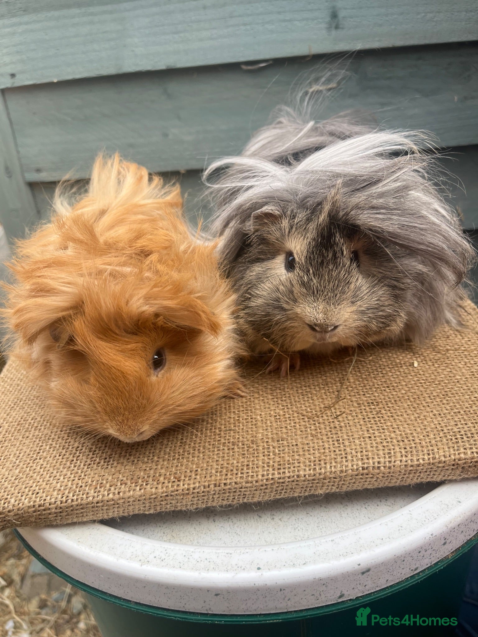 Guinea Pig rodents Purebred Peruvian Boars - Advert 1