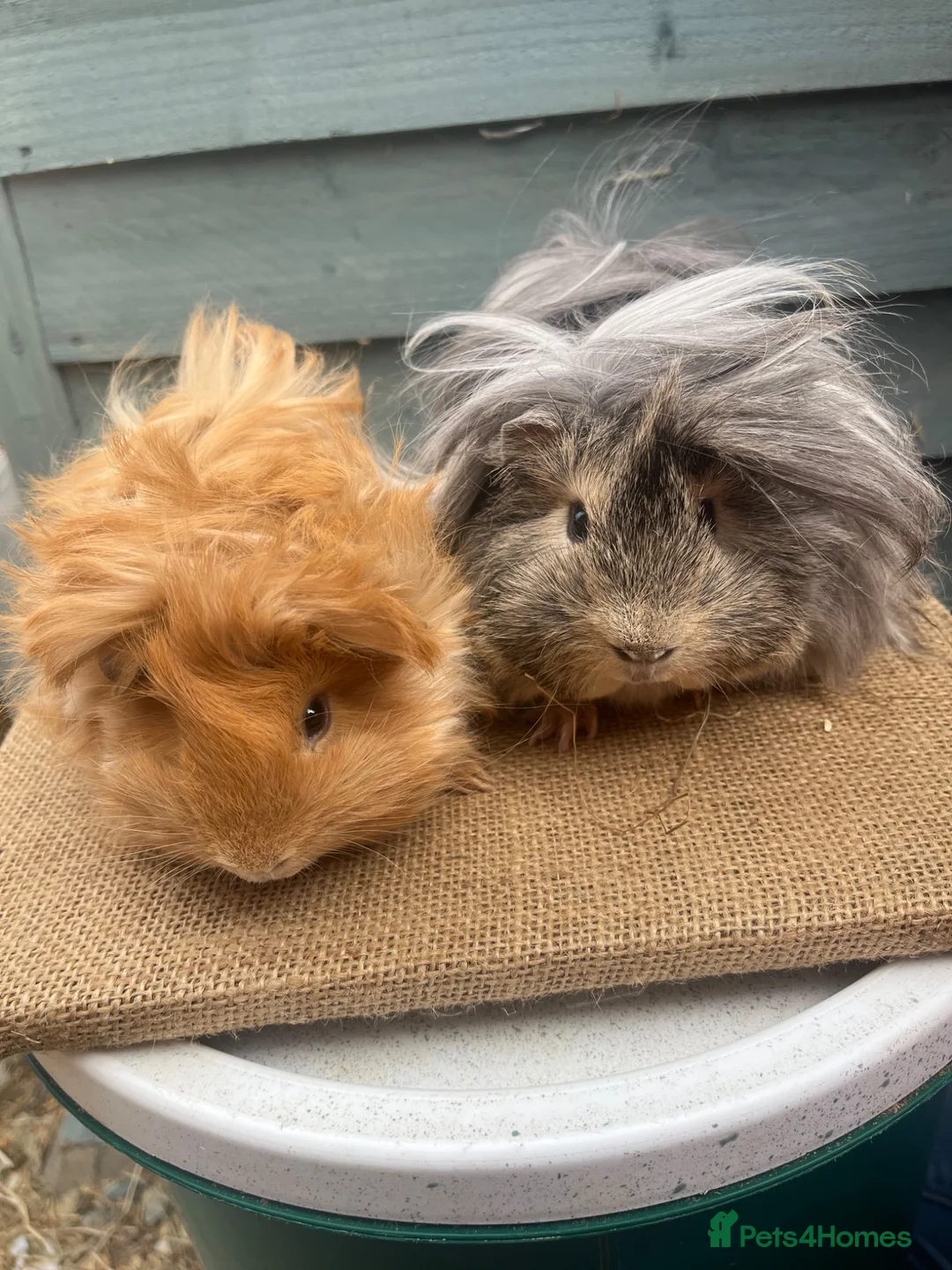 Guinea Pig rodents for sale: Purebred Peruvian Boars - Advert 1