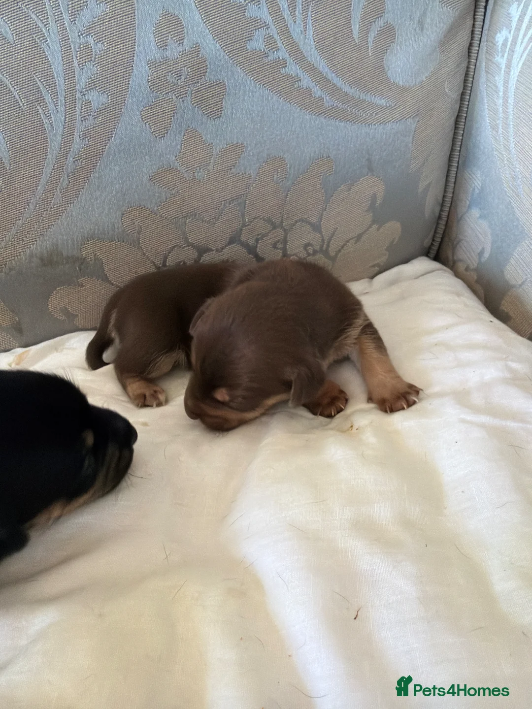 Mixed Breed dogs for sale: Much wenlock russels in Chelmsford - Advert 2