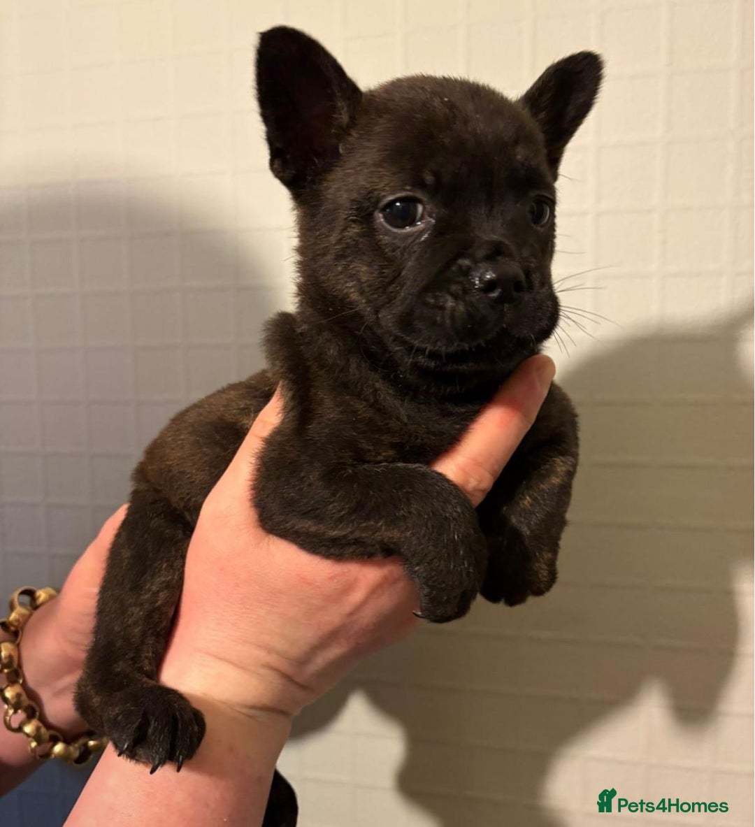 Mixed Breed dogs for sale: Adorable Frow Frow puppies ready now  - Advert 4