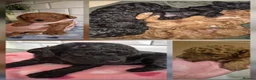 Cavapoo dogs for sale: **TOY Cavapoo Ready Now!! 1 black girl left - Advert 9