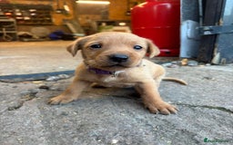 Labrador Retriever dogs for sale: Stunning lab litter  - Image 5
