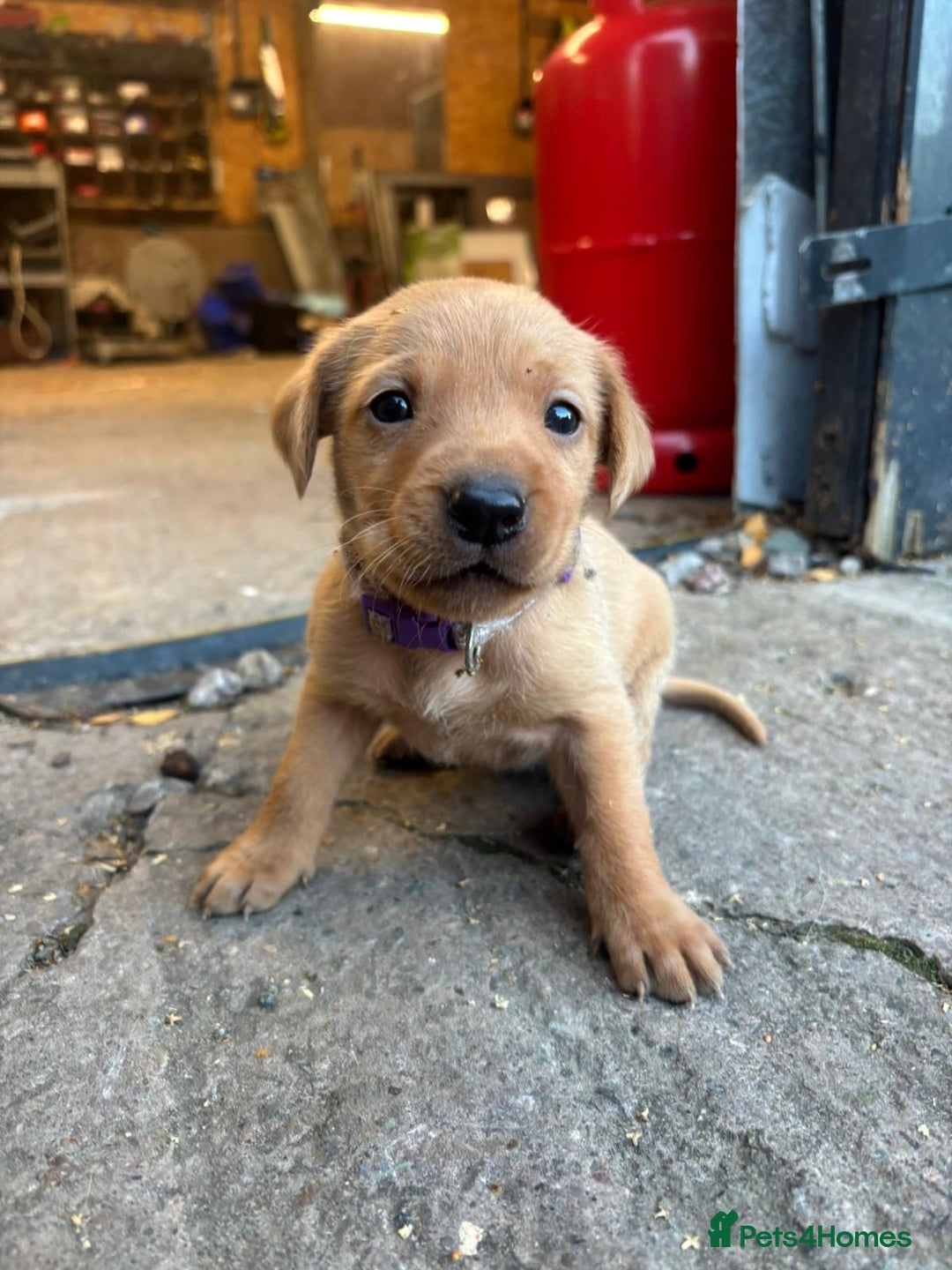 Labrador Retriever dogs for sale: Stunning lab litter  - Image 5