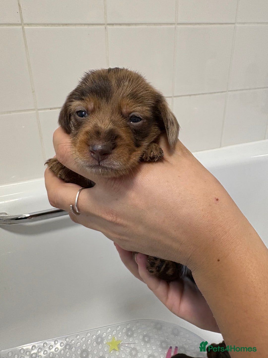 Mixed Breed dogs for sale: Dorkie puppies - Image 12
