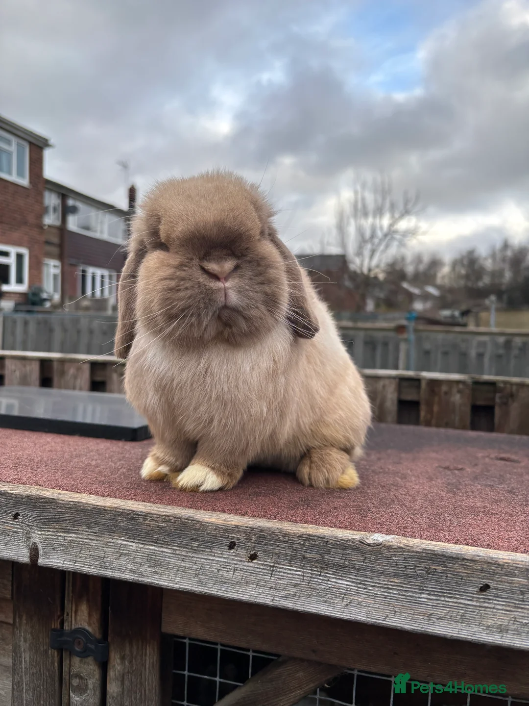 Mini Lop rabbits for sale: Chunky Adult Buck  - Advert 1