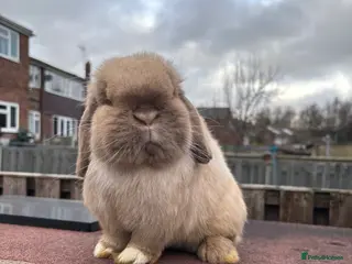 Mini Lop rabbits Chunky Adult Buck - Advert 12