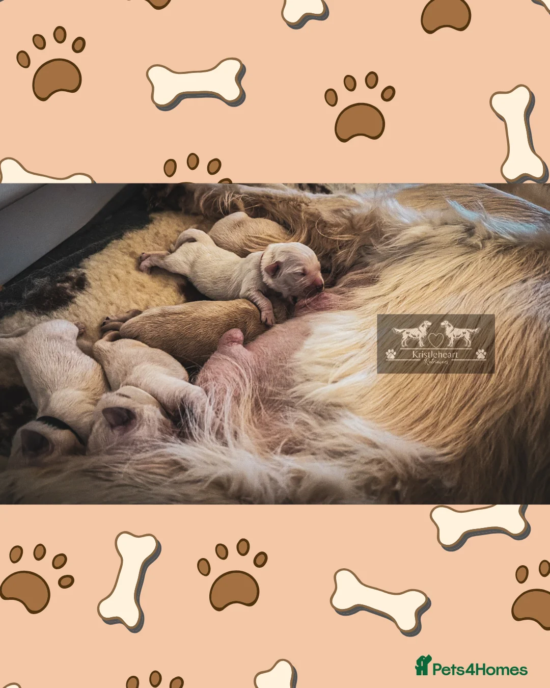 Golden Retriever dogs for sale: KC HEALTH TESTED PUPS *1 boy remaining* - Advert 12