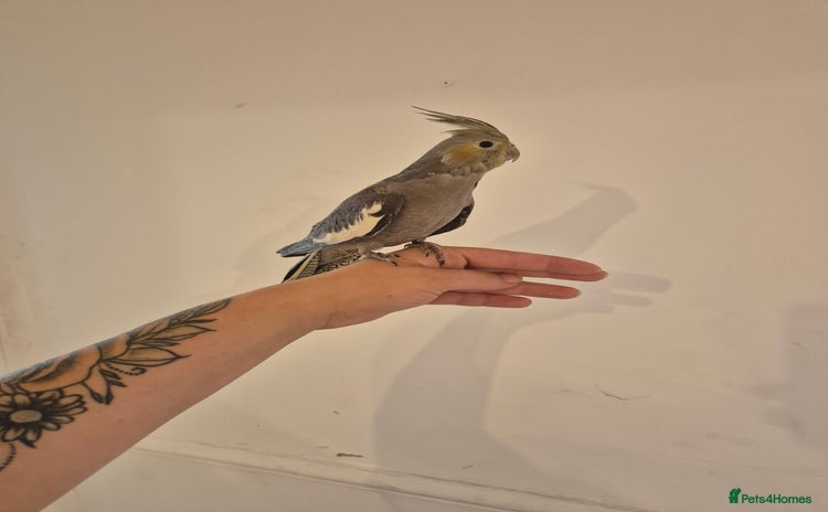 Cockatiels birds - Advert 1