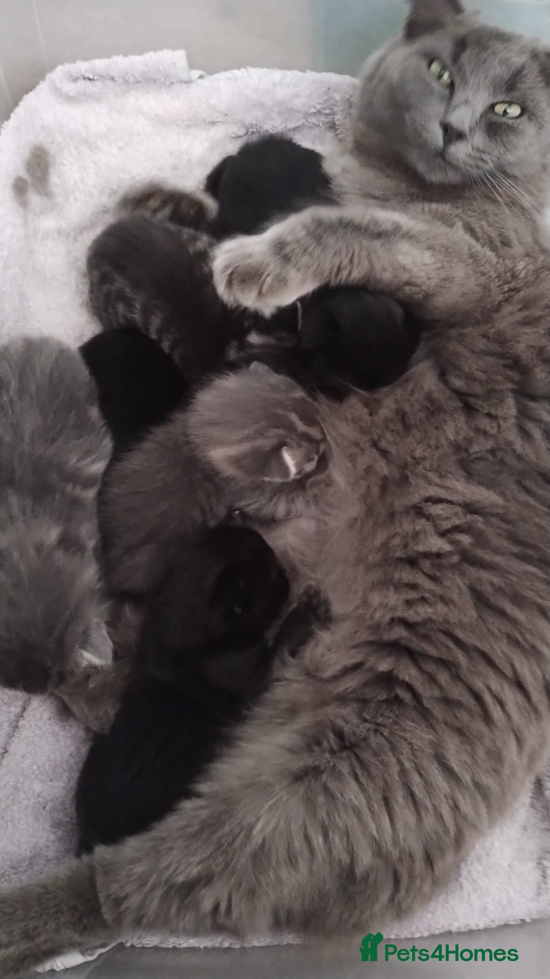 Mixed Breed cats for sale: Gorgeous Black Kitten - Image 11
