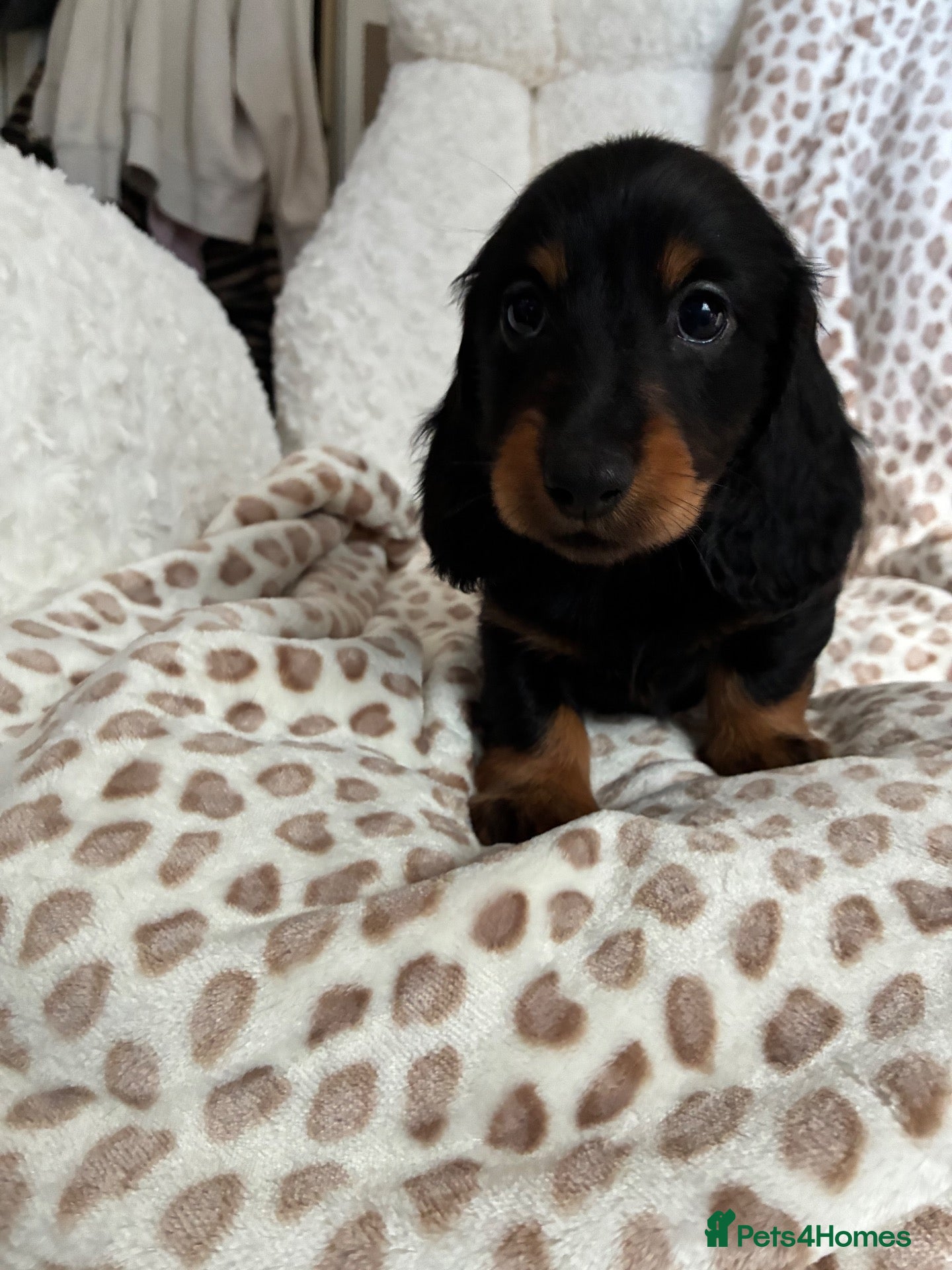 Miniature Dachshund dogs BLACK AND TAN MINIATURE DOXIES  - Advert 2