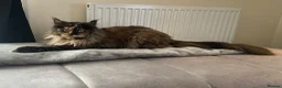 Maine Coon cats for sale: Imported polydactyl Russian Mainecoon Queen - Advert 5