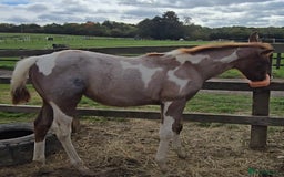Paint horses for sale: Red Roan American Paint filly - Image 2