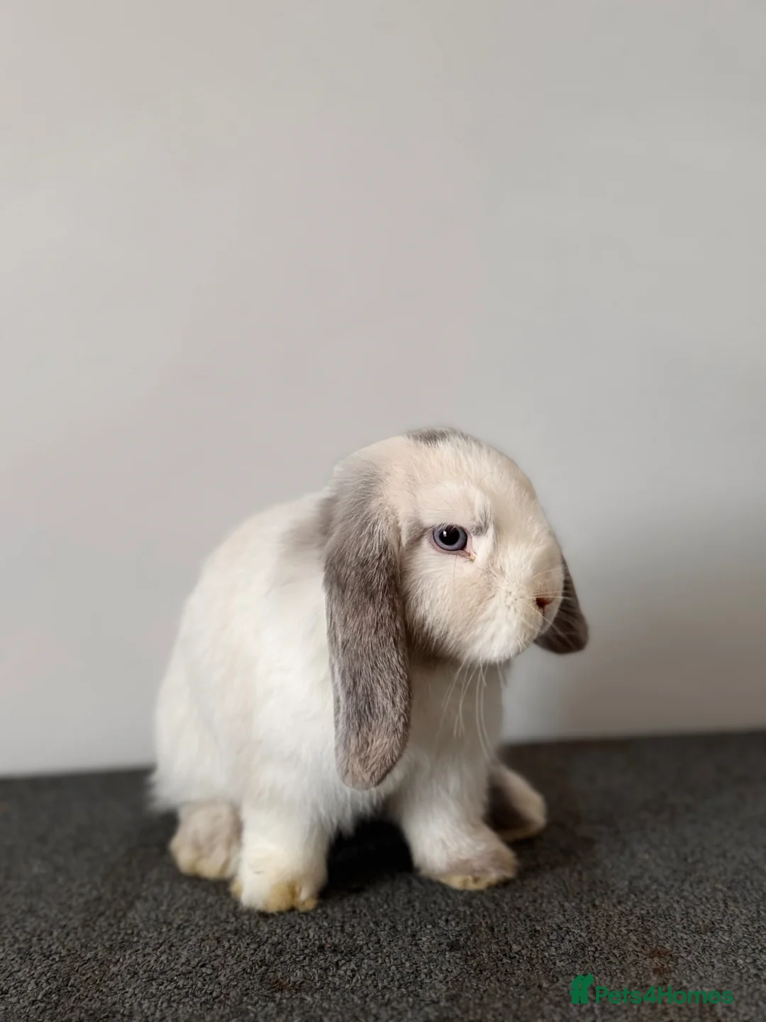 Mini Lop rabbits for sale: Mini Lop Available 🩷 in Derby - Advert 2