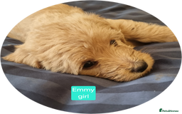 Labradoodle dogs for sale: Outstanding beautiful labradoodles F3b puppies - Image 16