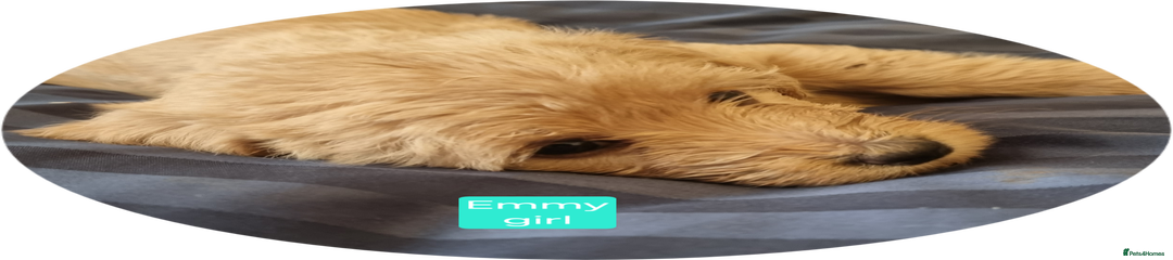 Emmy